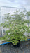 Parrotia persica