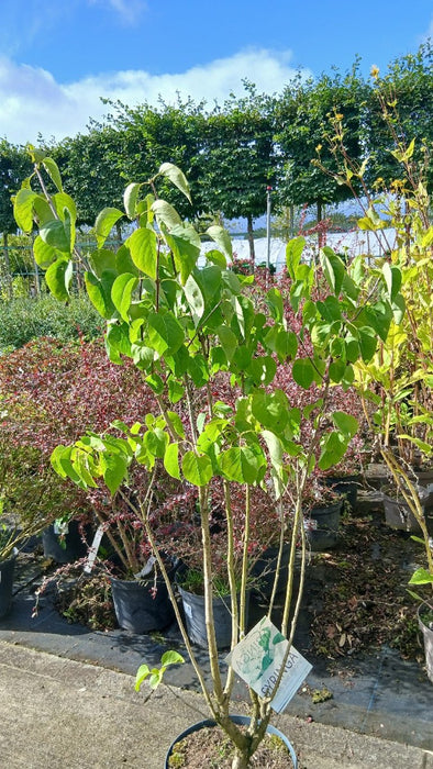 Syringa v. 'Mme Lemoine'