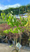 Syringa v. 'Mme Lemoine'