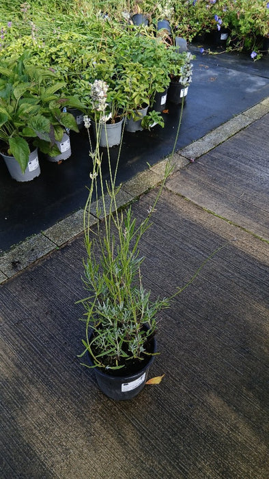 Lavandula ang. 'Alba'