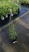 Lavandula ang. 'Alba'