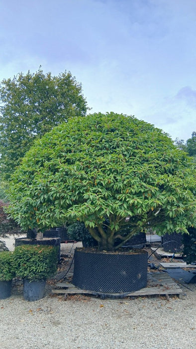 Prunus lusitanica