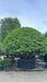 Prunus lusitanica