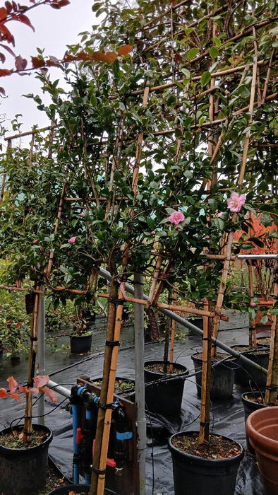 Camellia sasanqua