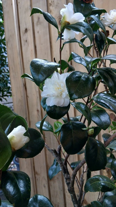 Camellia j. 'Silver Chalice' (White)