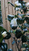Camellia j. 'Silver Chalice' (White)