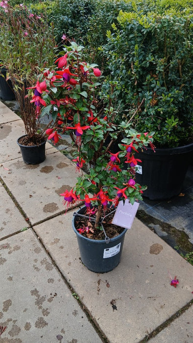 Fuchsia Standard Mix
