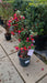 Fuchsia Standard Mix