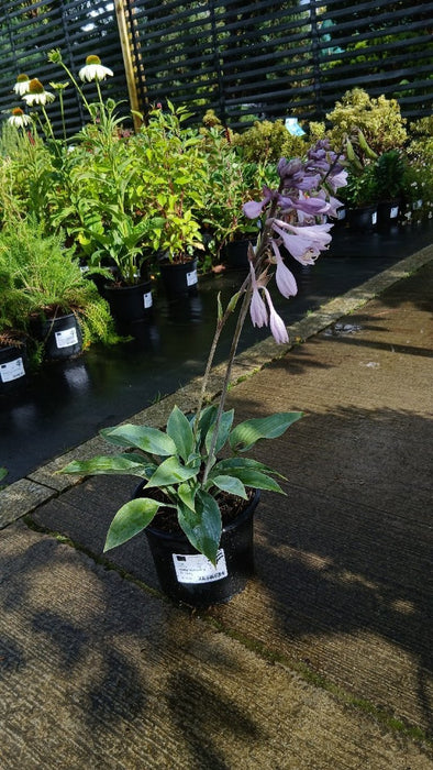 Hosta 'Halcyon'