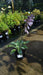 Hosta 'Halcyon'