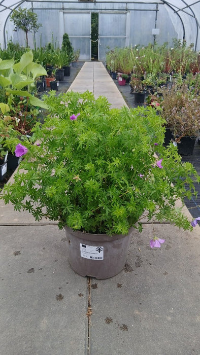 Geranium sanguineum