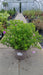 Geranium sanguineum