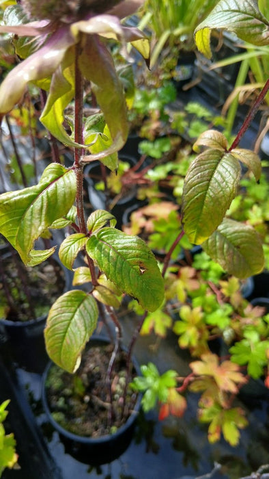 Monarda bradburiana