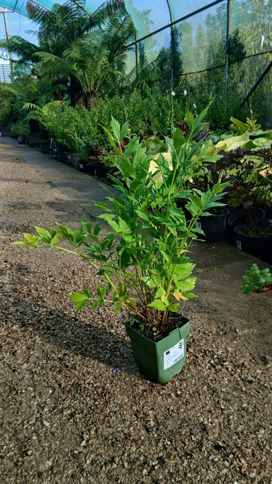 Levisticum officinale