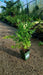 Levisticum officinale
