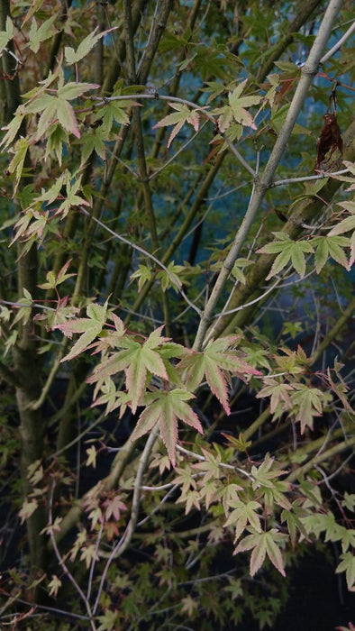 Acer palmatum