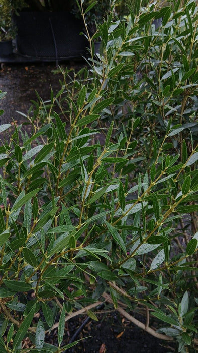 Phillyrea angustifolia