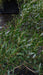 Phillyrea angustifolia