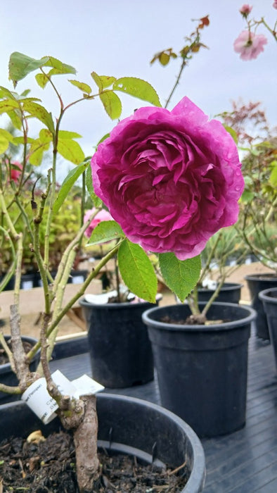 Rosa 'Reine des Violettes'