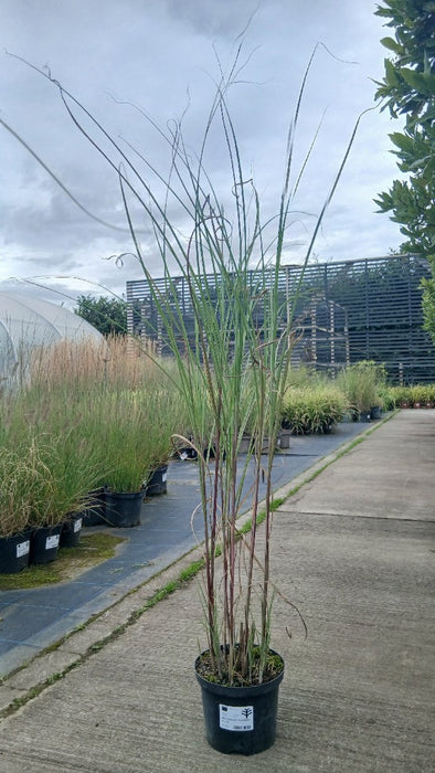 Miscanthus sin. 'Gracillimus'