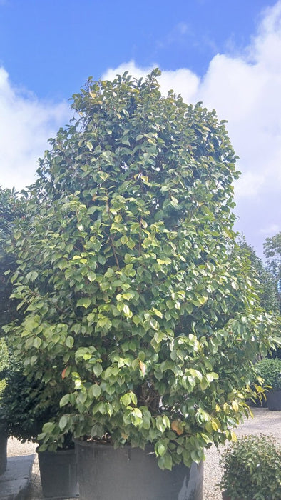 Camellia Jap Te Deum