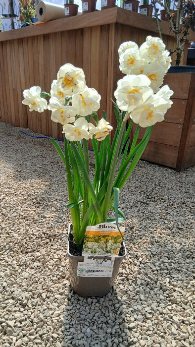 Narcissus 'Bridal Crown' 