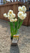 Narcissus 'Bridal Crown' 