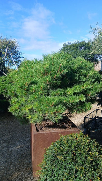 Pinus dens. 'Benelux'