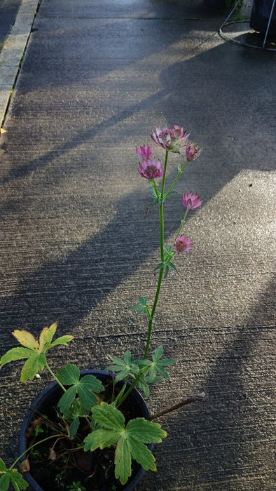 Astrantia maj. 'Pink Pride'