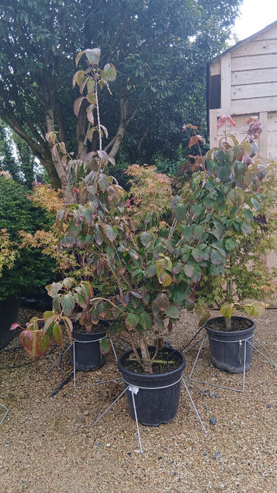 Cornus k. 'Satomi'