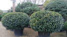 Prunus l. 'Angustifolia'