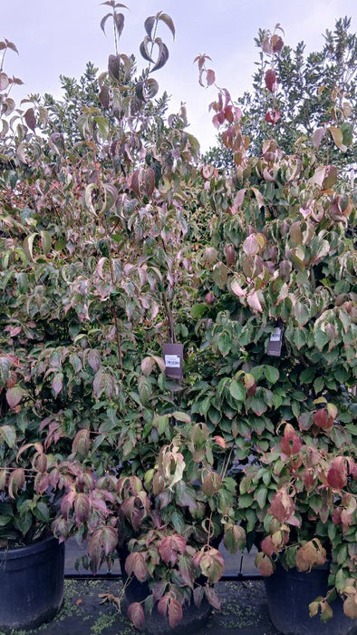 Cornus kousa chinensis