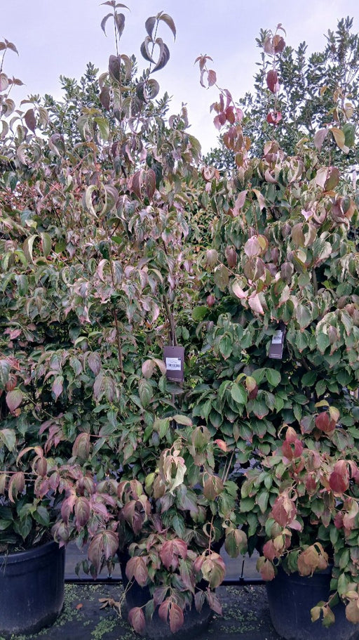 Cornus kousa chinensis