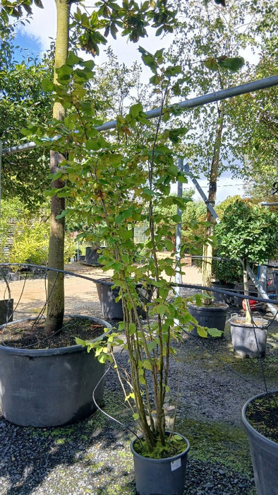 Corylus avellana