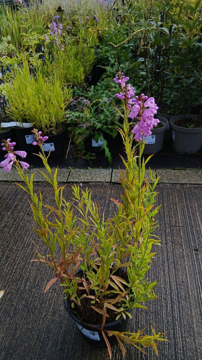 Physostegia v. 'Vivid'
