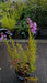 Physostegia v. 'Vivid'
