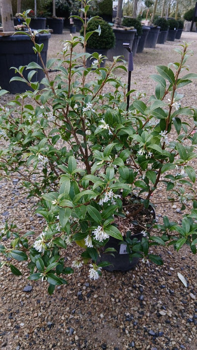 Osmanthus burkwoodii