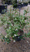 Osmanthus burkwoodii
