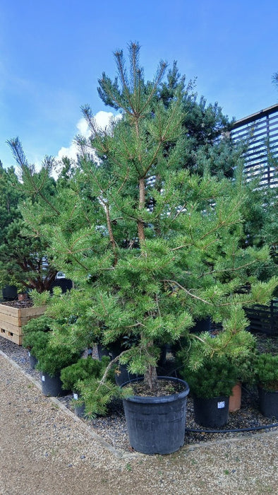 Pinus sylvestris