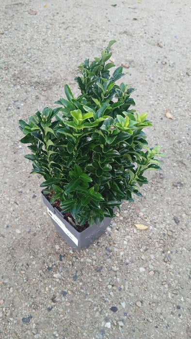 Euonymus jap. 'Green Spire'