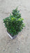 Euonymus jap. 'Green Spire'
