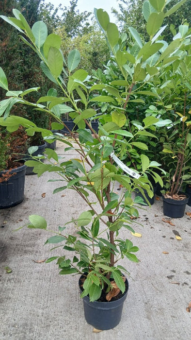 Prunus l. 'Rotundifolia'