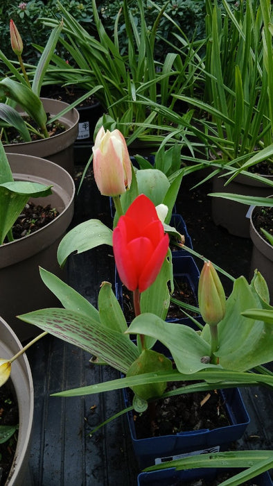 Tulips Mixed Potted 