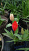Tulips Mixed Potted 