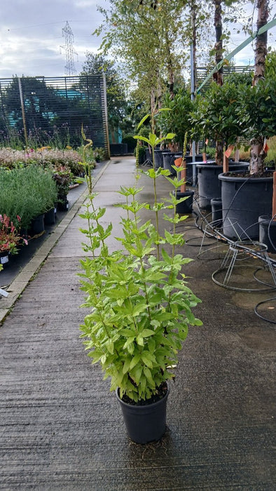 Veronicastrum virginicum