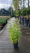 Veronicastrum virginicum