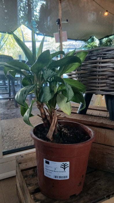Aglaonema Maria Christina 