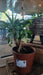Aglaonema Maria Christina 