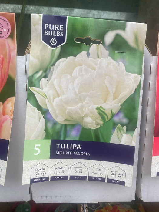Tulipa Mount Tacoma