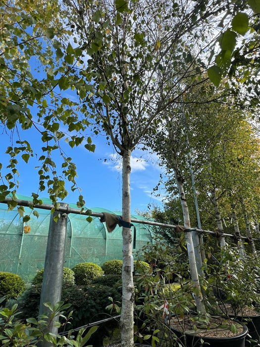 Betula utilis 'Doorenbos'